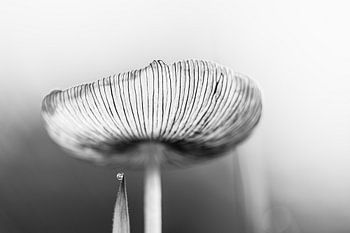 Hare leg black and white