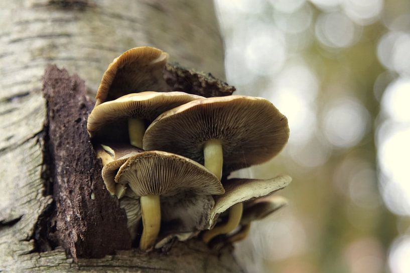 paddenstoelen by Marian van den Boogaard