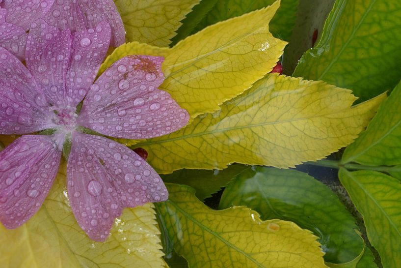Blumen in einer Wasserpfütze von Claude Laprise