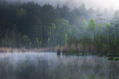 Lac de la forêt par une matinée sereine de printemps.