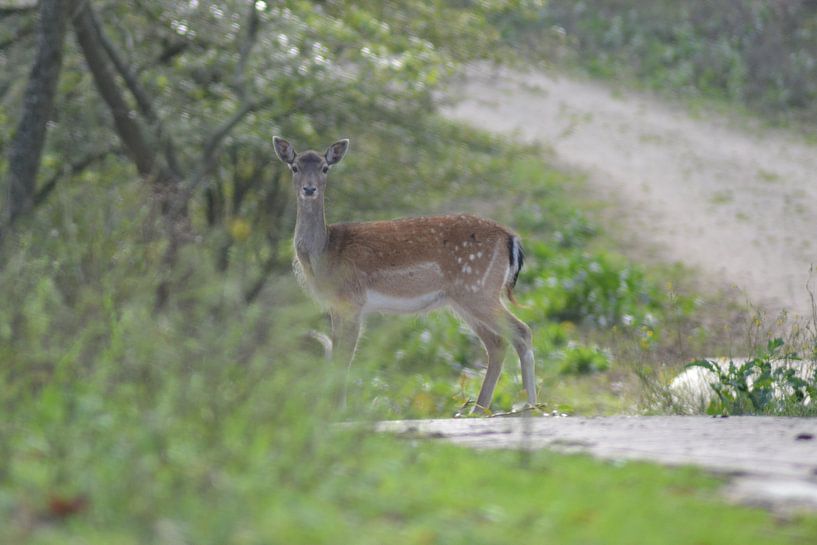 Deer by Yannick Wemmenhove