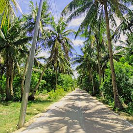 Road under the palm trees by Steph auf Tour