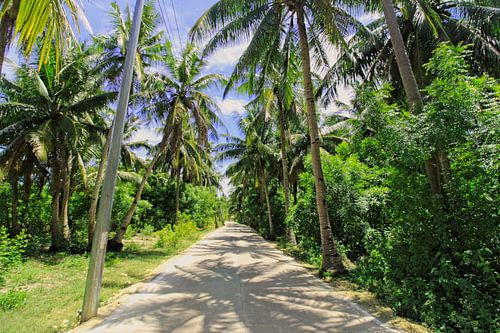La route sous les palmiers