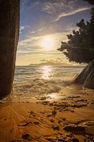 beach of natur
