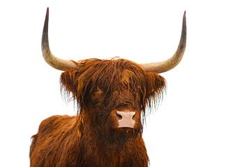 Portrait d'un bovin écossais des Highlands sur Sjoerd van der Wal Photographie