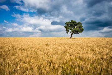Einzelner Baum in einem Weizenfeld Frankreich von Etienne Hessels