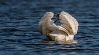 Mute Swan