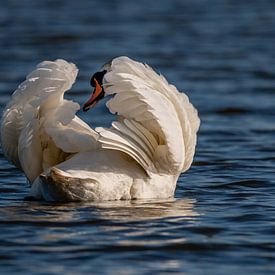 Cygne muet sur Dick van der Wilt