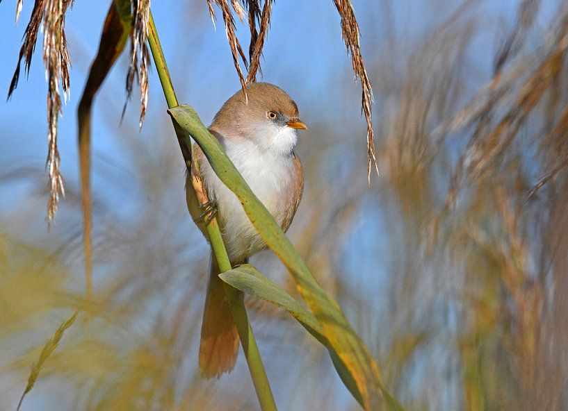 The pretty bearded tit by Wiltrud Schwantz