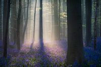 Samtiges Licht