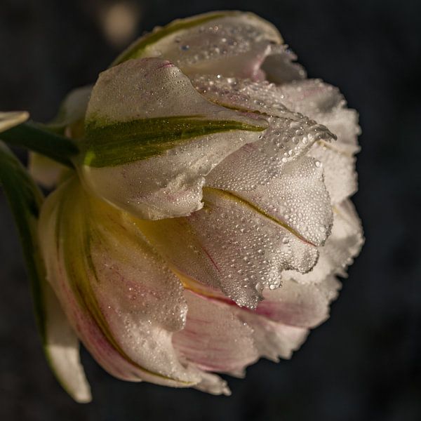 Tulip Goeree Overflakkee by Karen de Geus