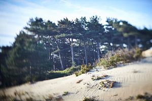 Dutch Dunes dans la matinée