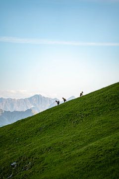 Bergsilhouette mit Gämsen in Tirol von Leo Schindzielorz