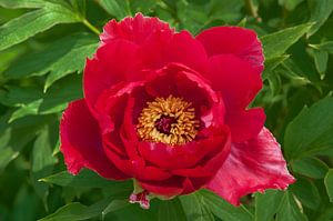 Photo macro d'une pivoine rouge
