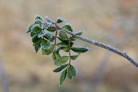branch frost
