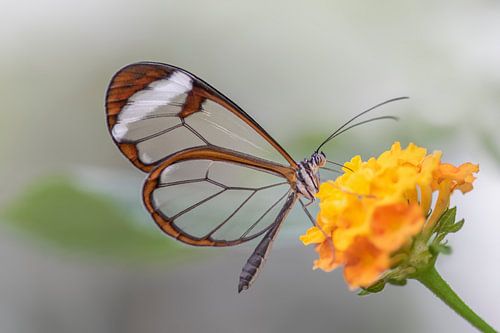 Glasvleugel vlinder - Glasswing butterfly