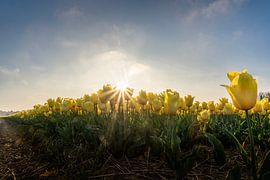 Tulip field (1) by Cor Tervoort