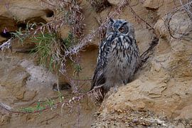 Eagle Owl ( Bubo bubo ), young bird, resting in a sand cliff