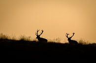 Cerf élaphe par Andy van der Steen - Fotografie Aperçu