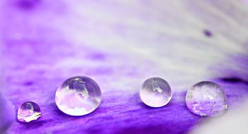 Drop Art van Jessica Berendsen