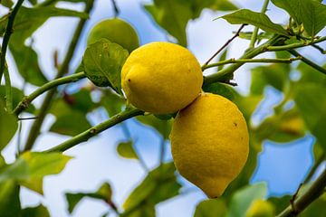 Twee strakke gele rijpe citroenen aan groene citroenboom van adventure-photos
