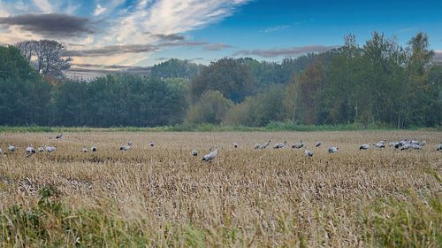 Kraanvogels op een geoogst veld