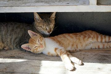 Cats in sunshine V by Mad Dog Fotografie
