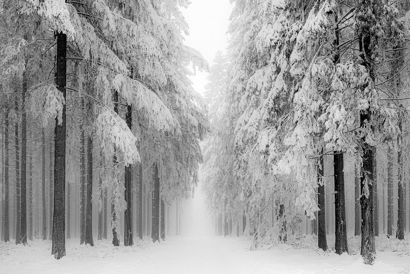 Snow tree forest with Fog by Michel Mabille