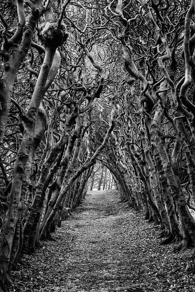 Bombentunnel; Buchen-Laubwald-Korridor von Mayra Fotografie