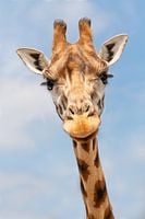 Giraffenkopf