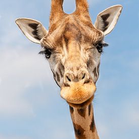 Giraffe kop van Mariska van der Heijden