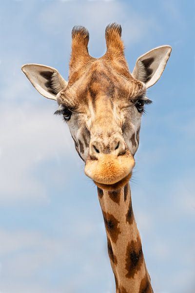 Tête de girafe par Mariska van der Heijden