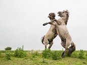 Paarden | Stijgerende konikpaarden Oostvaardersplassen 3 van Servan Ott thumbnail