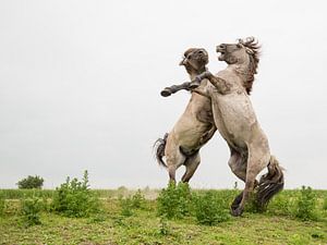 Paarden | Stijgerende konikpaarden Oostvaardersplassen 3 van Servan Ott