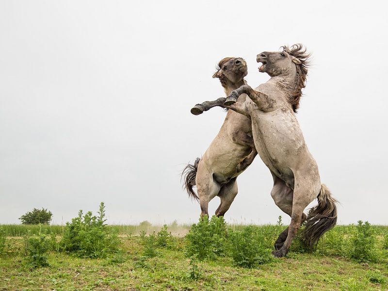 Pferden - Oostvaardersplassen von Servan Ott