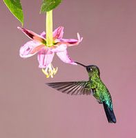 Kolibri Talamanca in Costa Rica