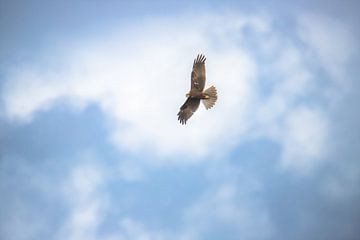 Bruine kiekendief in vlucht van Paul Kuneken