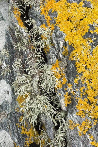 Patronen van Korstmossen op een rots van Ron Poot