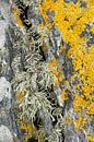 Motifs de lichens sur une roche par Ron Poot Aperçu