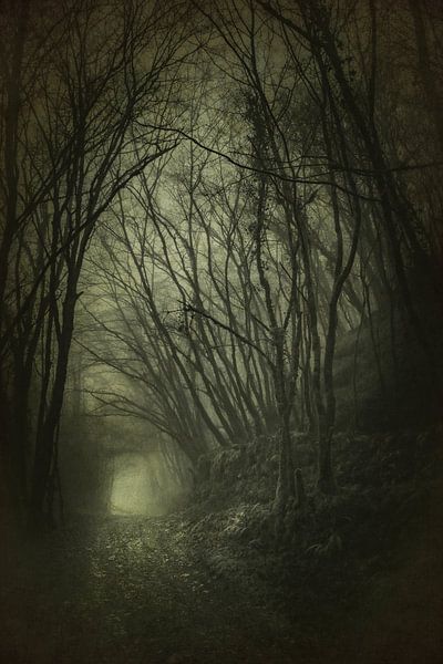 Haunted Woods by Dan Courtice