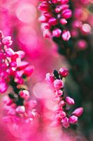 flowering heather plants