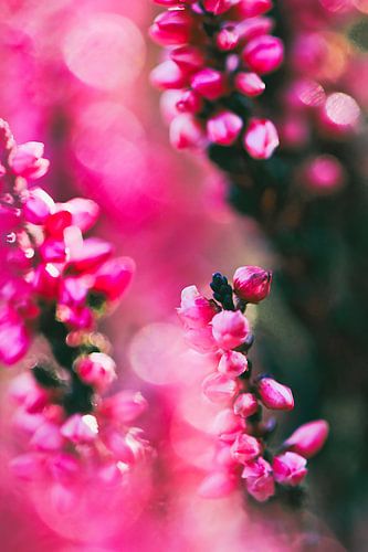 plantes de bruyère en fleurs