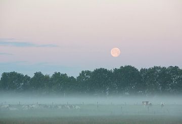 de volle maan hangt boven ochtendmist met keoein in de nevel op een zeer vroege ochtend in de zomer van anton havelaar