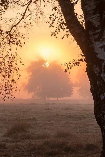 Strabrechtse Heide 270 by Deshamer