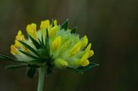 Hopfenklee, Wildblume, Blume, gelbe Blumen