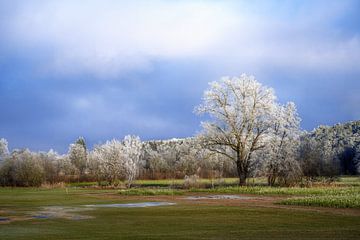Winterlandschap met bomen bedekt met vorst van ManfredFotos
