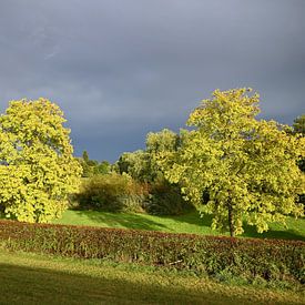 Bomen in het licht met een dreigende lucht van Jose Lok