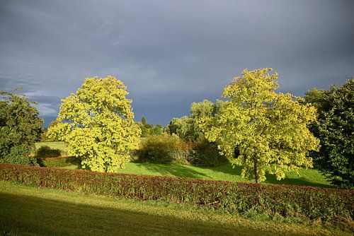 Trees in the light with a threatening sky