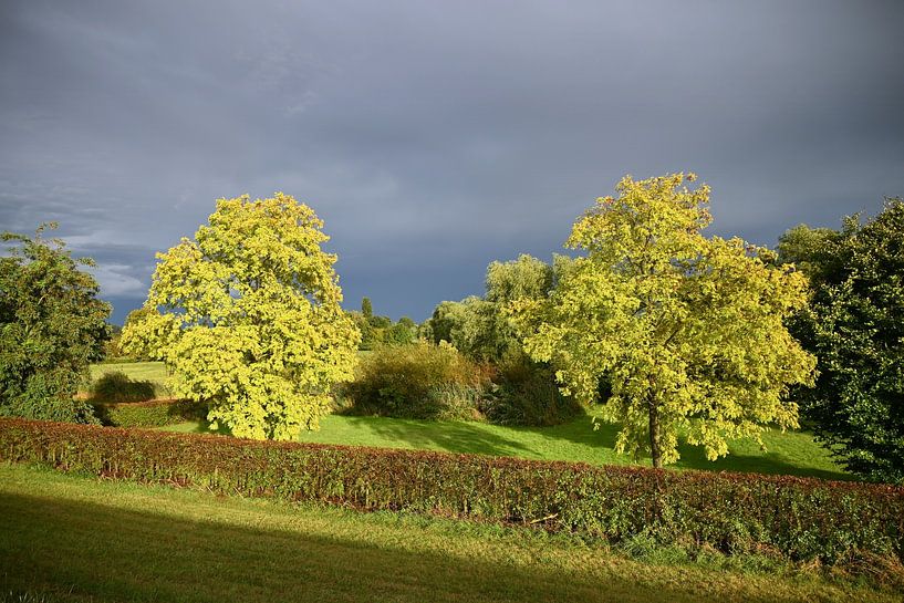 Trees in the light with a threatening sky by Jose Lok