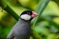 Rijstvogel